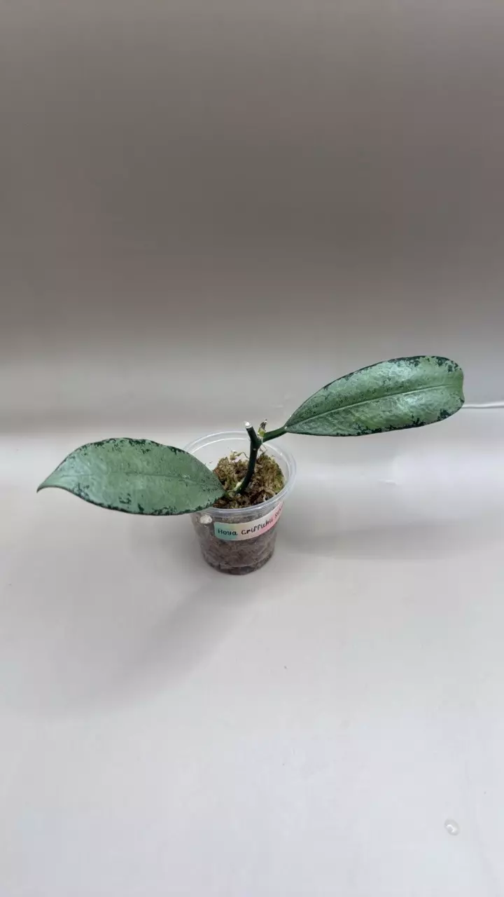 Hoya Griffithii Silver thumbnail