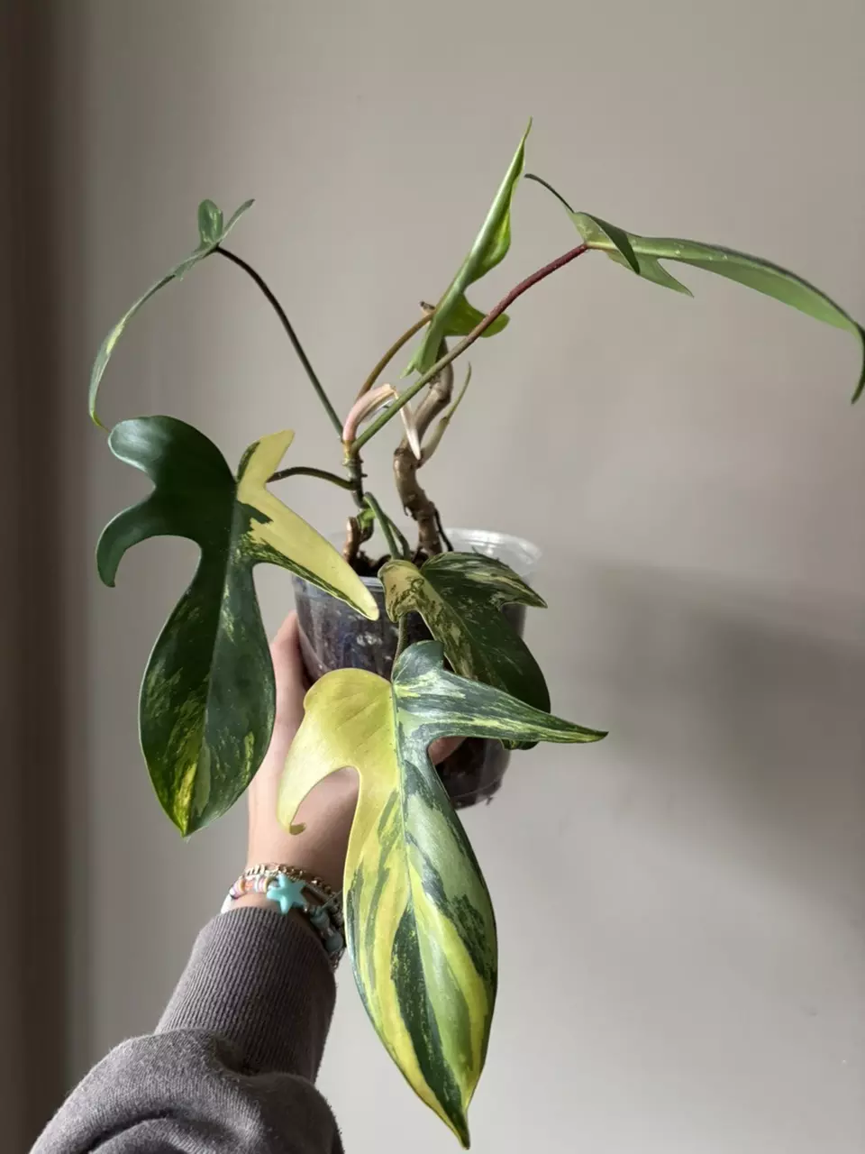 Philodendron Florida beauty variegated thumbnail