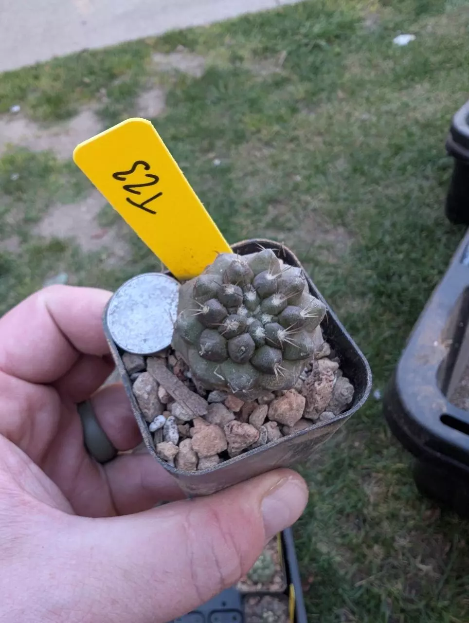 T23 copiapoa cinerea x cinerea v. albispina, seed grown 2" pot thumbnail