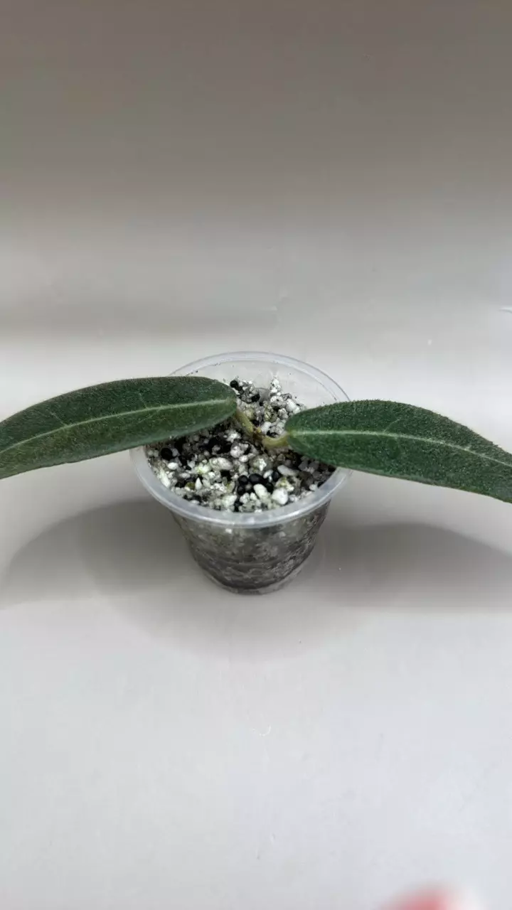 Hoya Hypolasia thumbnail