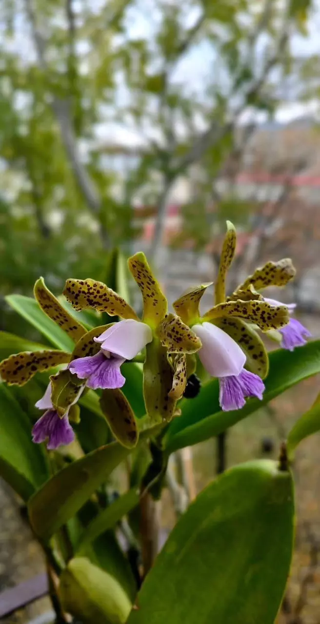 cattleya tigrina caerulea (orquidario americana x jean) large orchid plant thumbnail