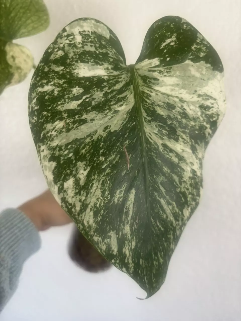 Monstera White Monster thumbnail