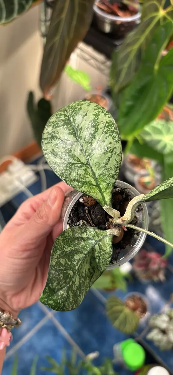 Hoya Crassipetiolata high splash thumbnail