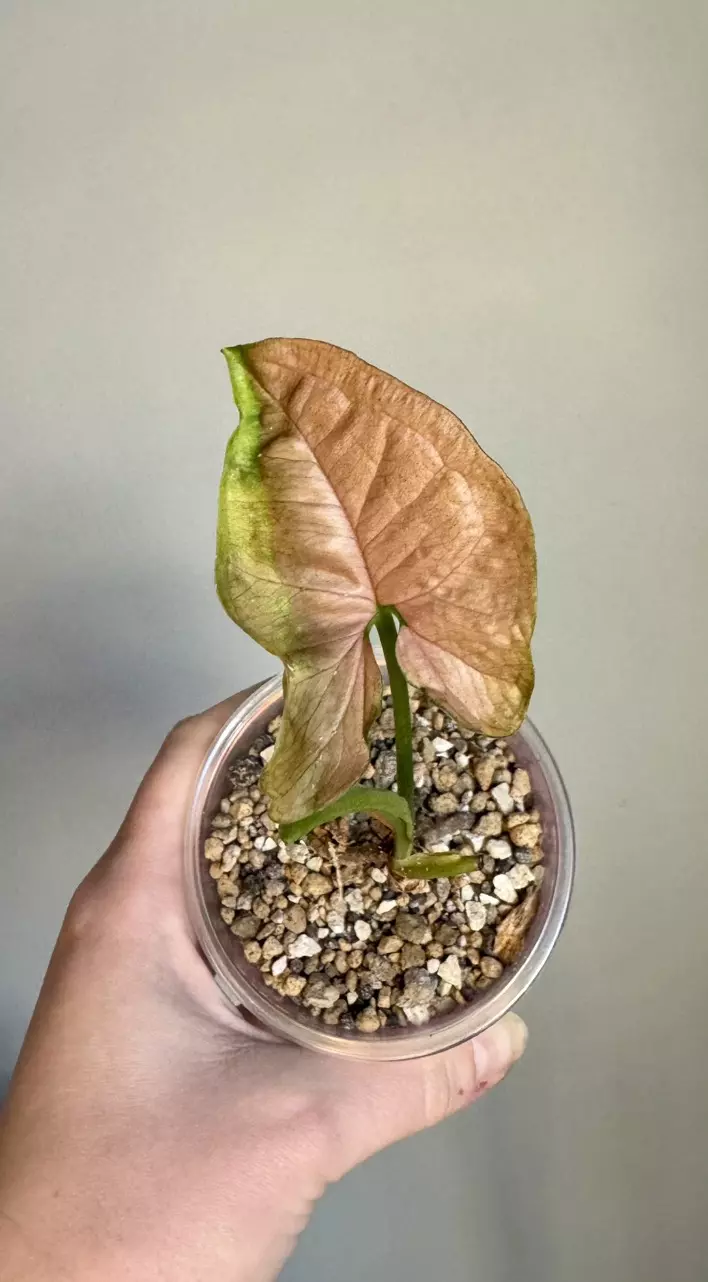 Syngonium Regina Red thumbnail