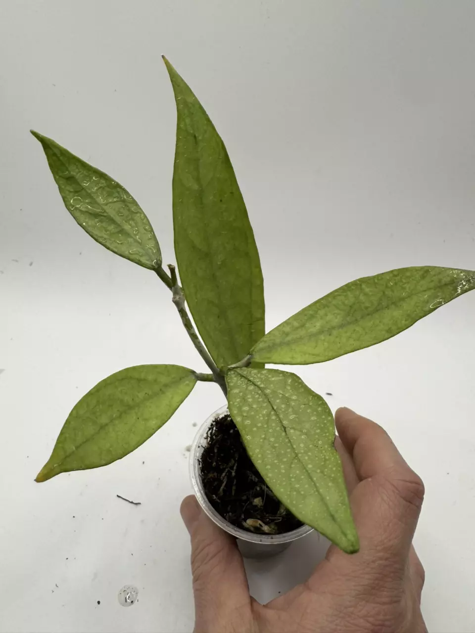 Hoya Germany Silver thumbnail