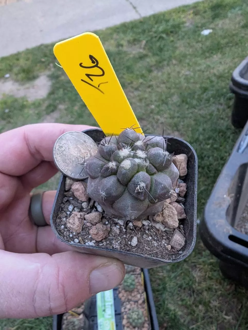 T26 copiapoa cinerea, seed grown 2" pot thumbnail