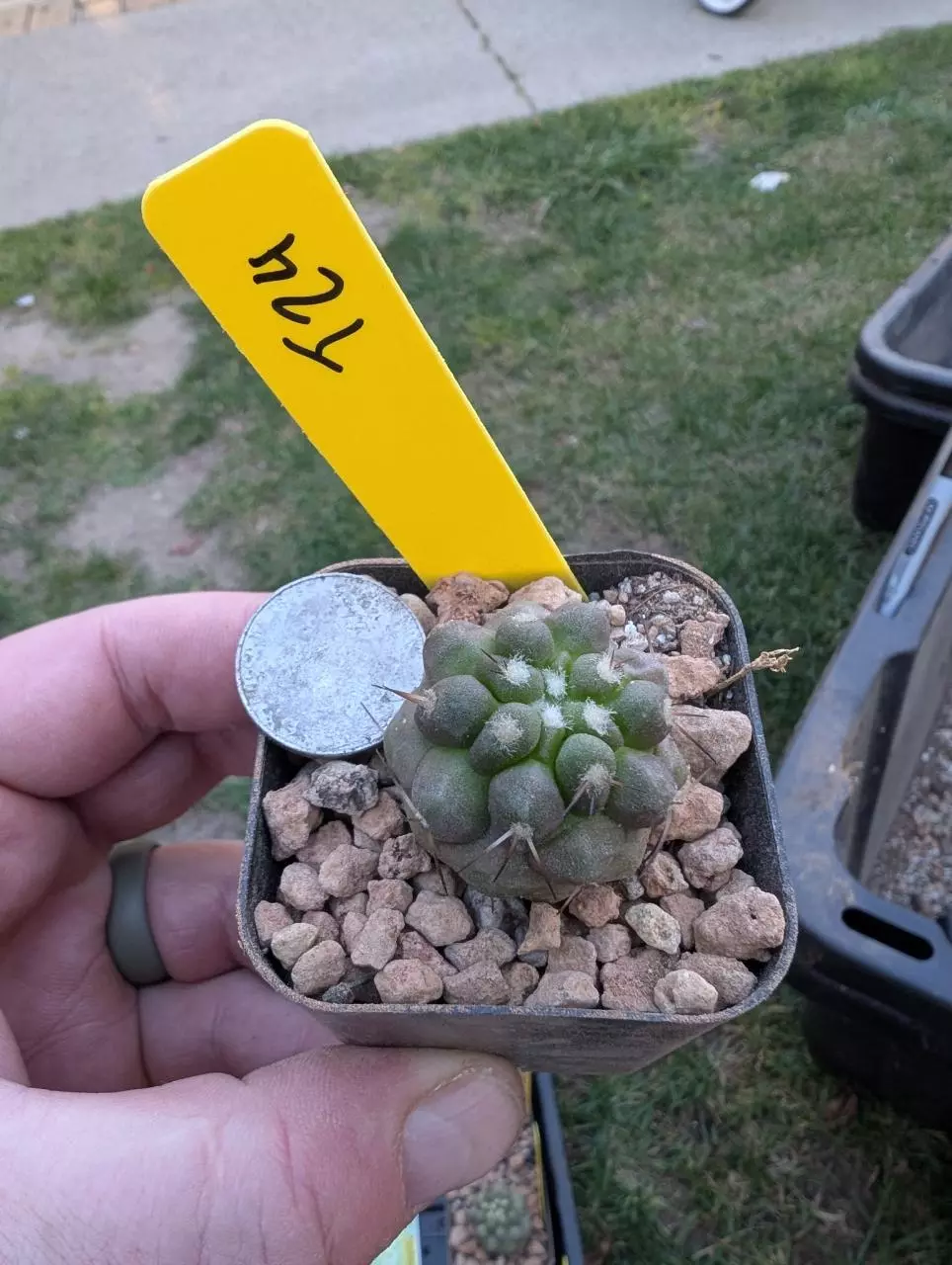 T24 copiapoa cinerea x cinerea v. albispina, seed grown 2" pot thumbnail