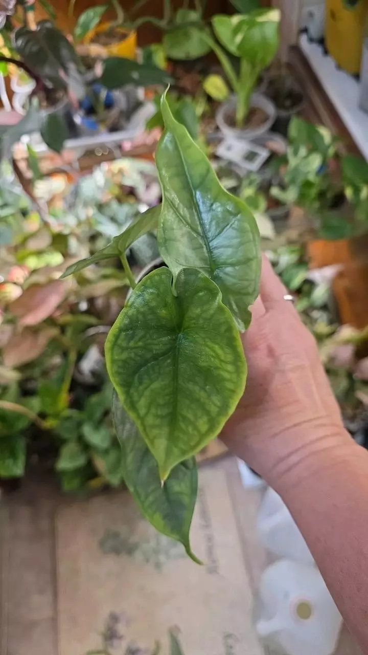 Dragons Breath aurea thumbnail