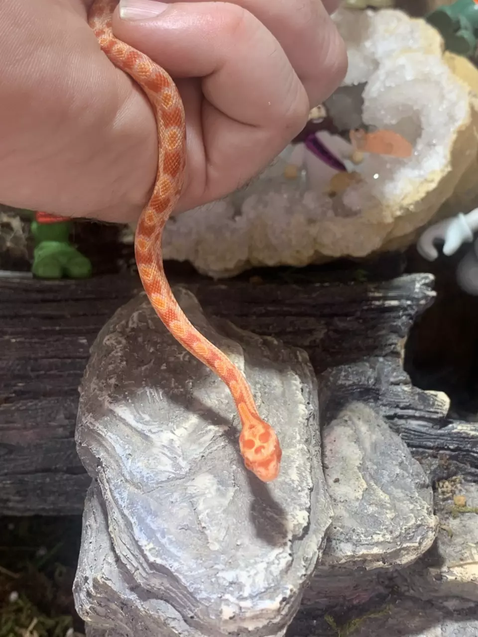 Amel corn snake thumbnail