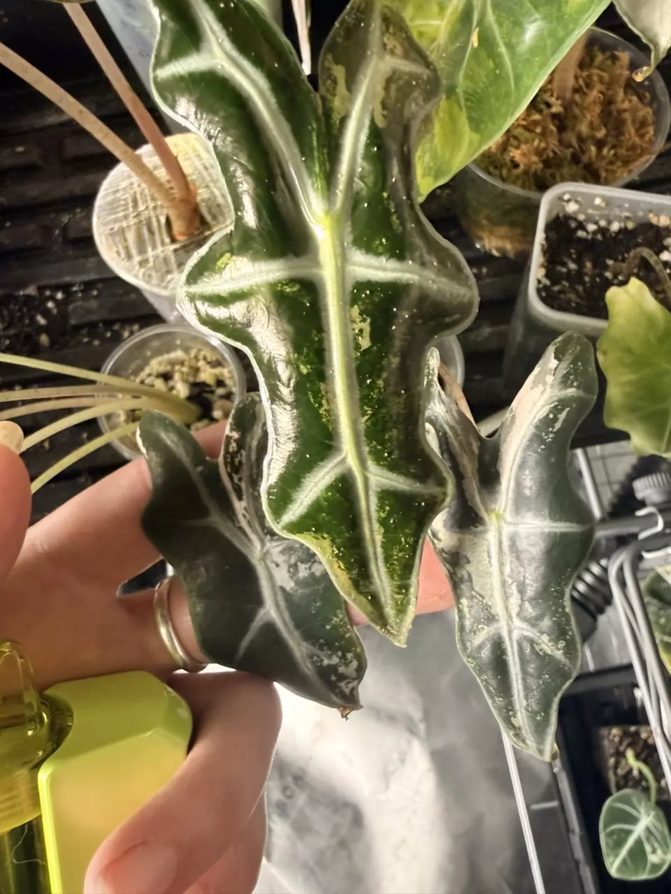 pink Nobillis k pup thumbnail