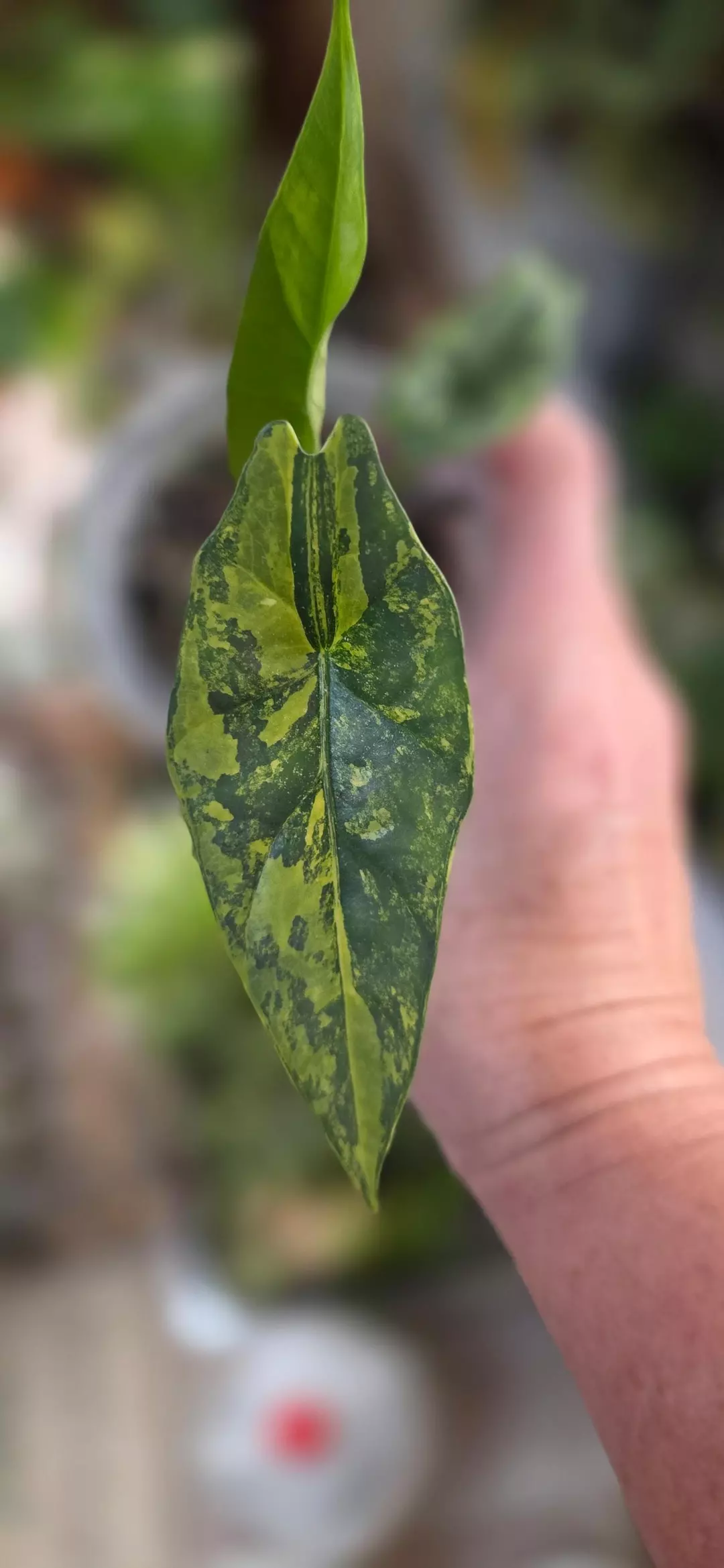 Simpo Varigated  aurea thumbnail