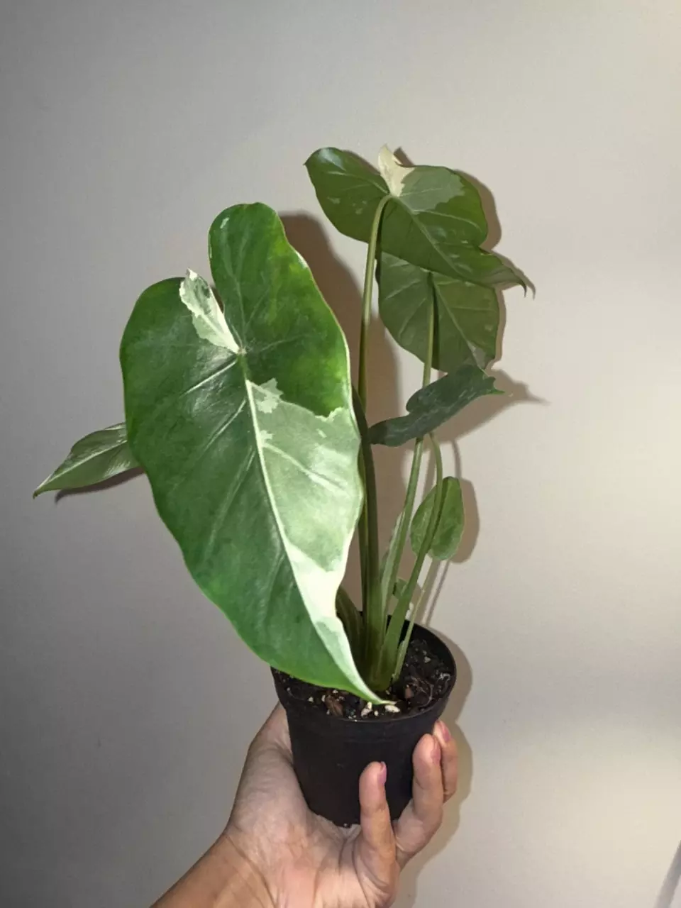 Alocasia Okinawa silver thumbnail