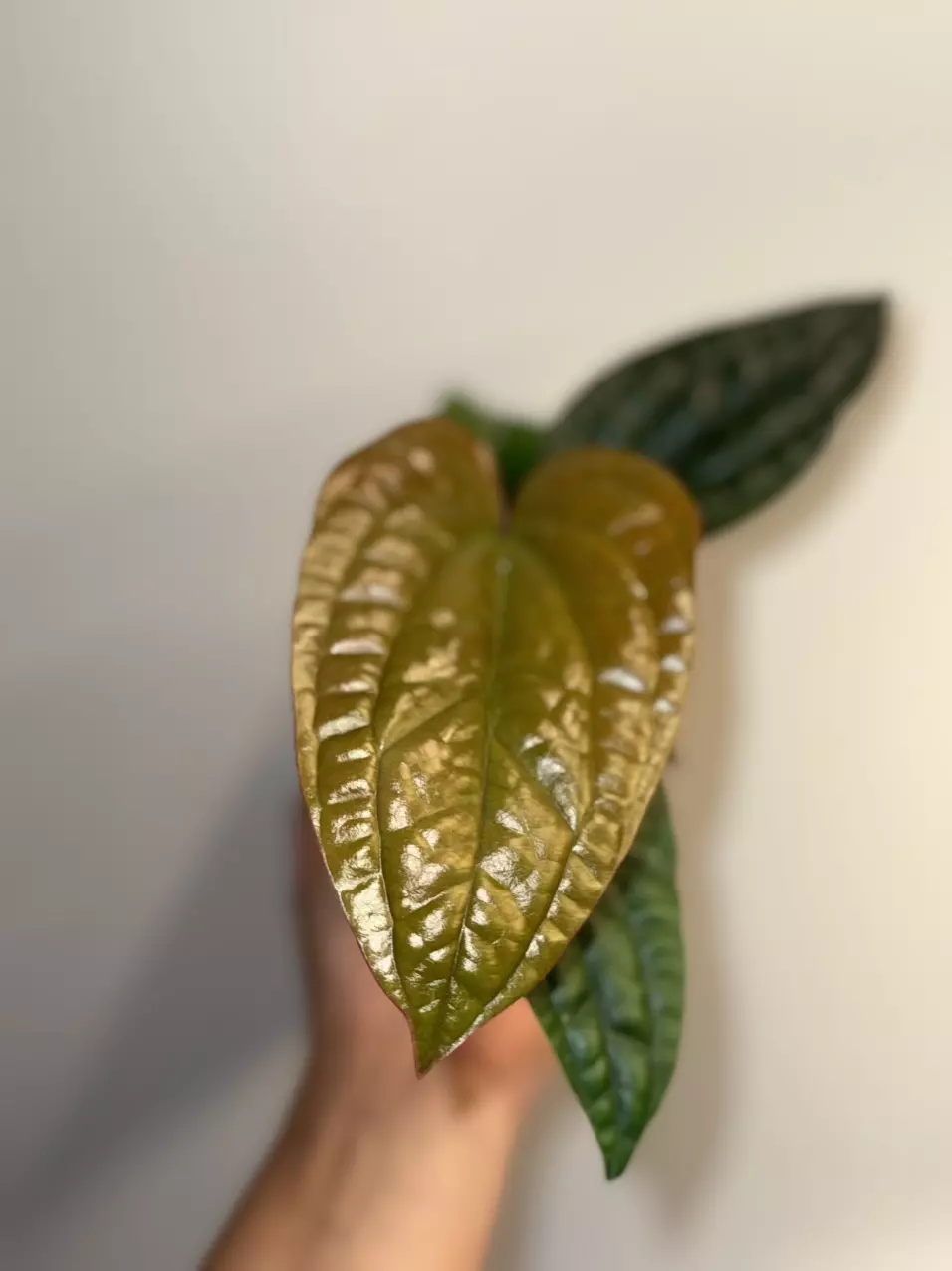Anthurium radicans x luxurian thumbnail