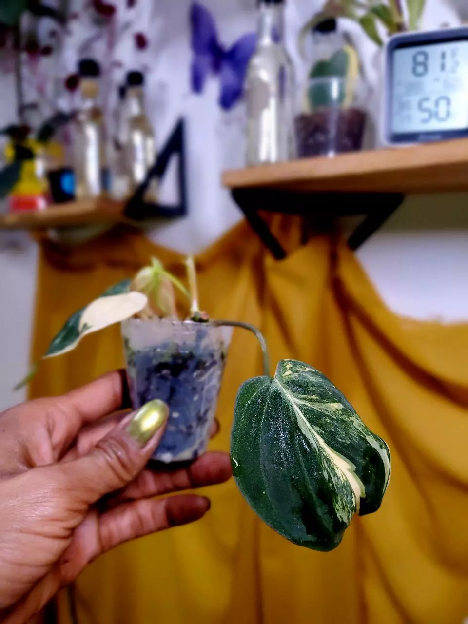 🦄 Aurea Micans Philodendron 🪴✨️ Rooted Starter Plant thumbnail