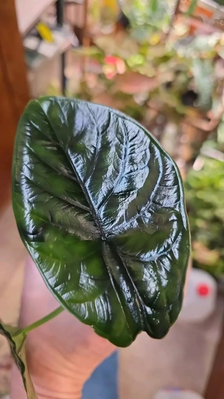 GREEN UNICORN  🦄 thumbnail