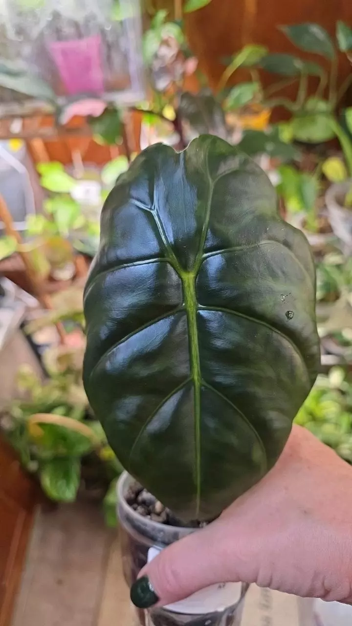 GOLDEN Bone thumbnail