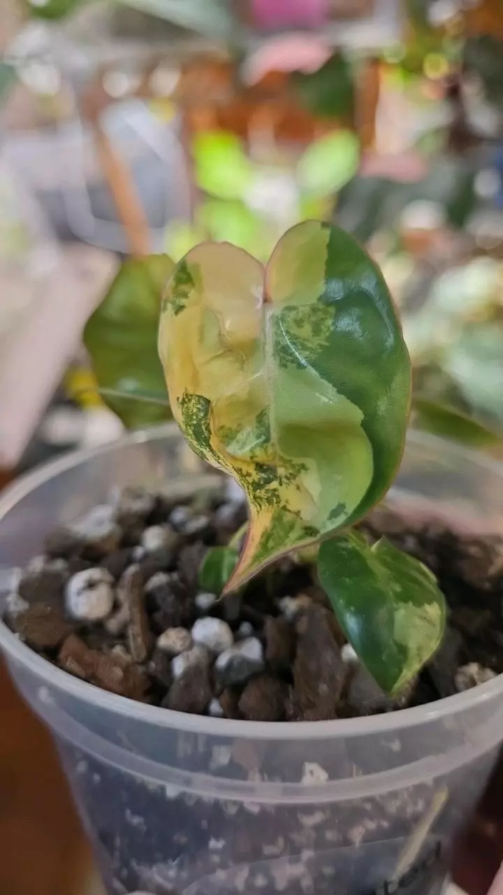 Billie Varigated thumbnail