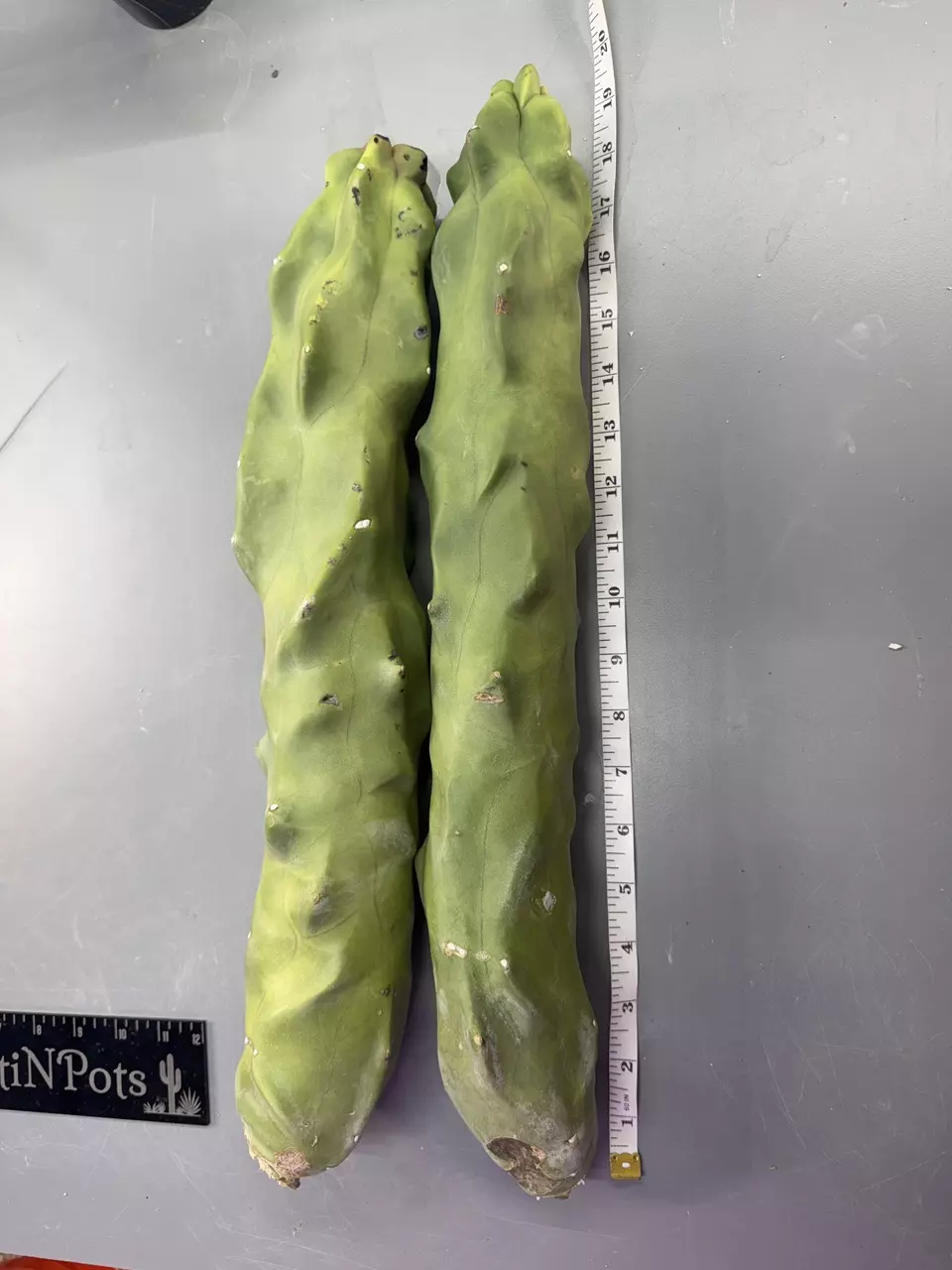 Totem pole cactus 18" thumbnail