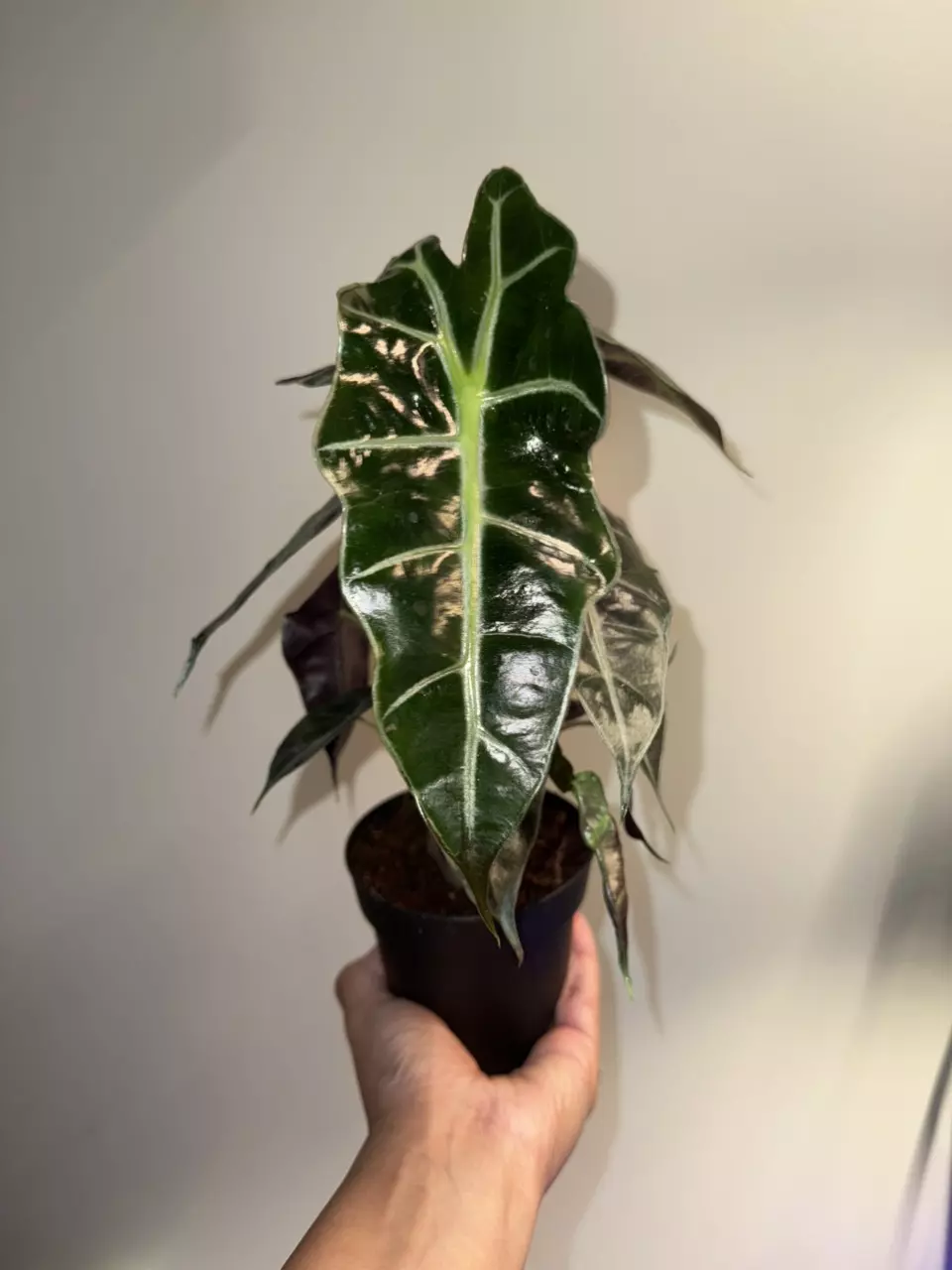 Alocasia Polly thumbnail