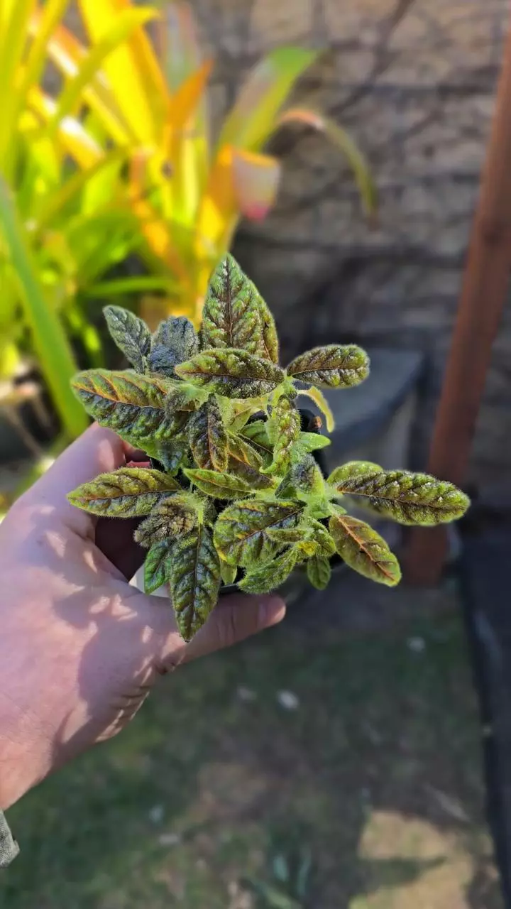 Columnea Purpureovittata, 2.5 inch pot (Growers Choice) Seed Grown thumbnail