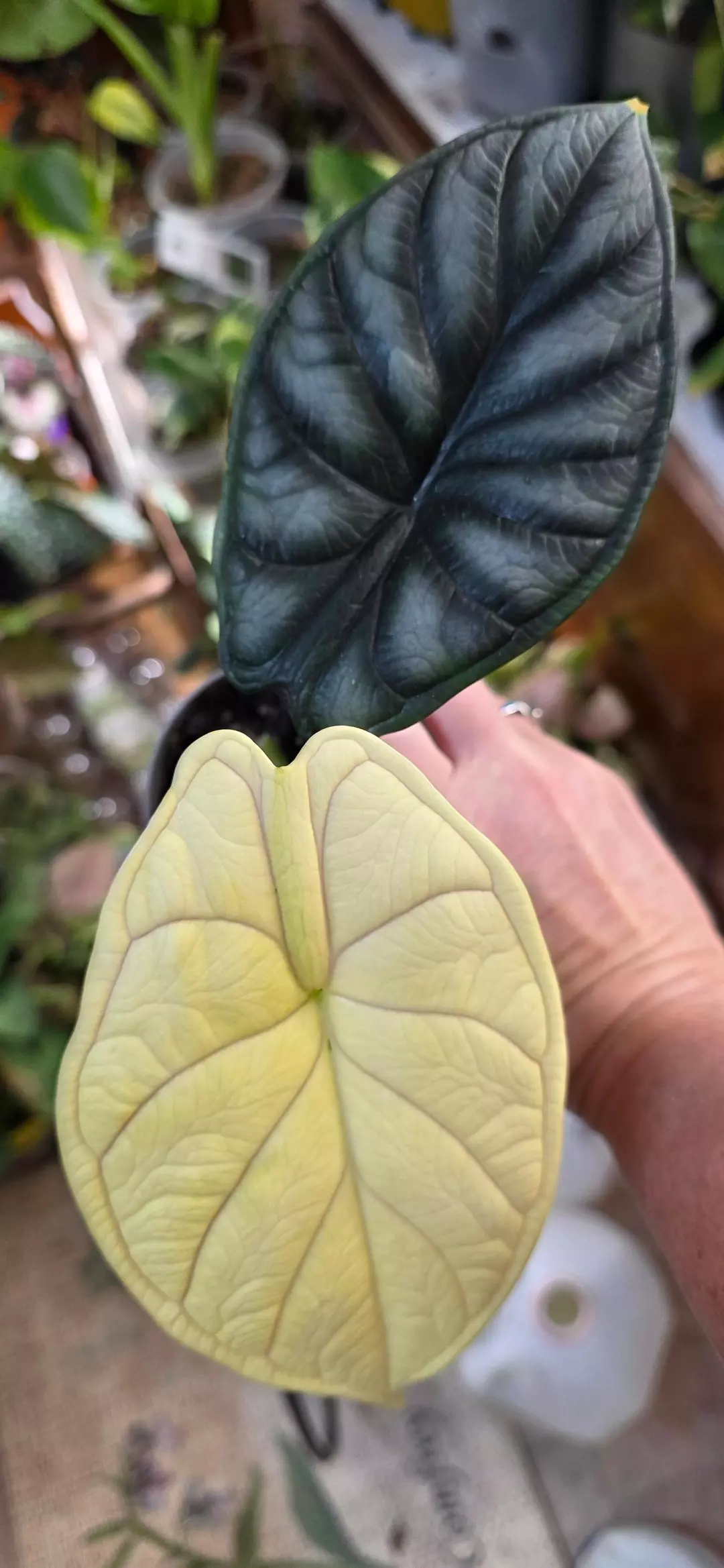 Well rooted Dragon Scale  Albo thumbnail