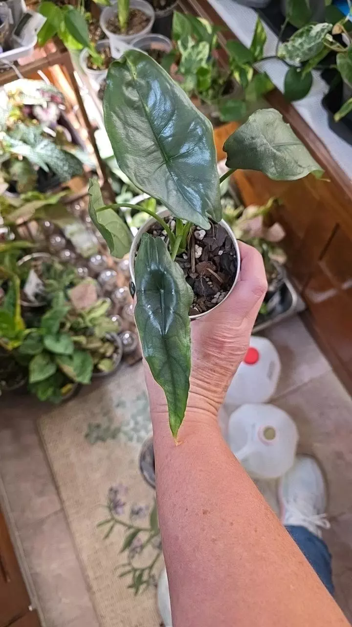 Dragons Breath Alocasia thumbnail