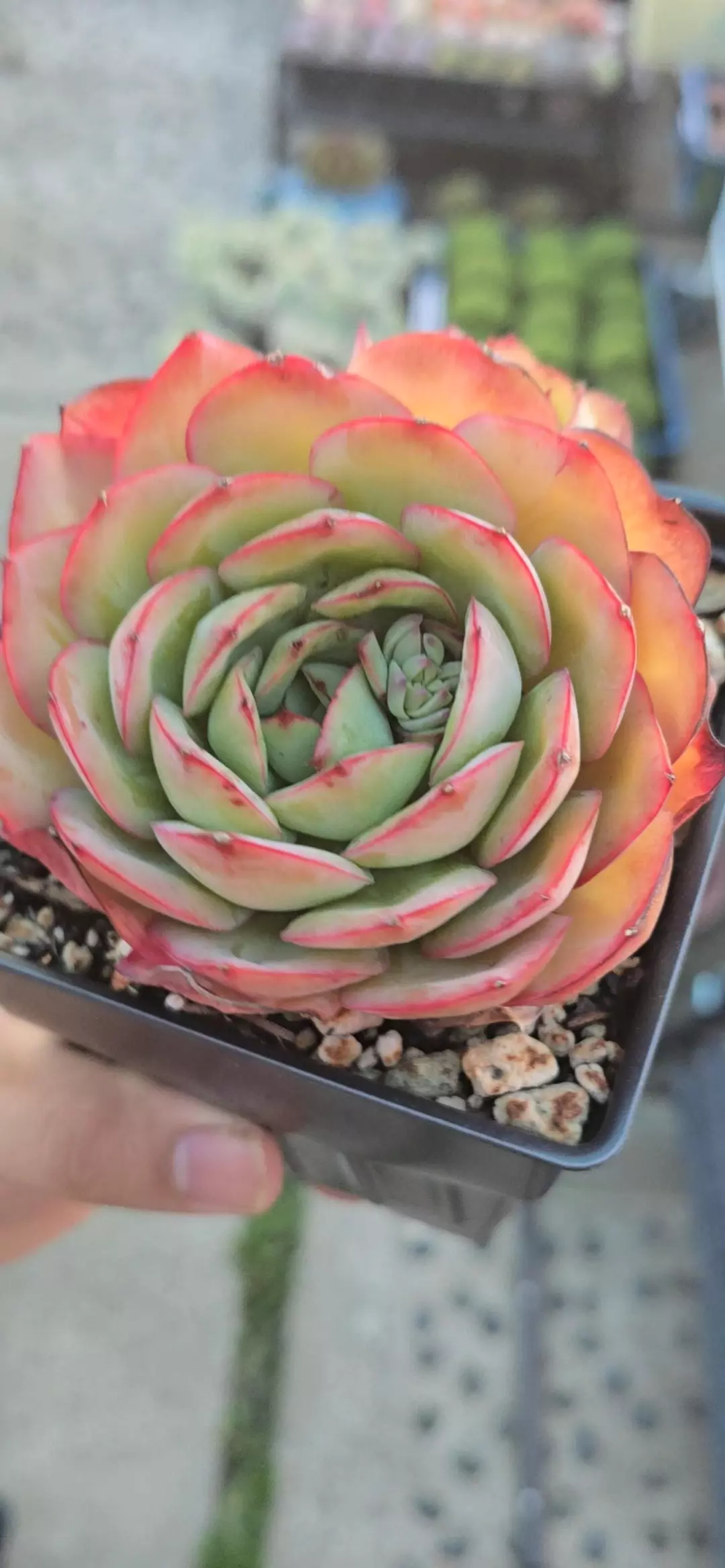 Echeveria Peony Cluster Grow Choice ( 2 to 3 heads) FRESHLY IMPORTED 3.5 in pot thumbnail