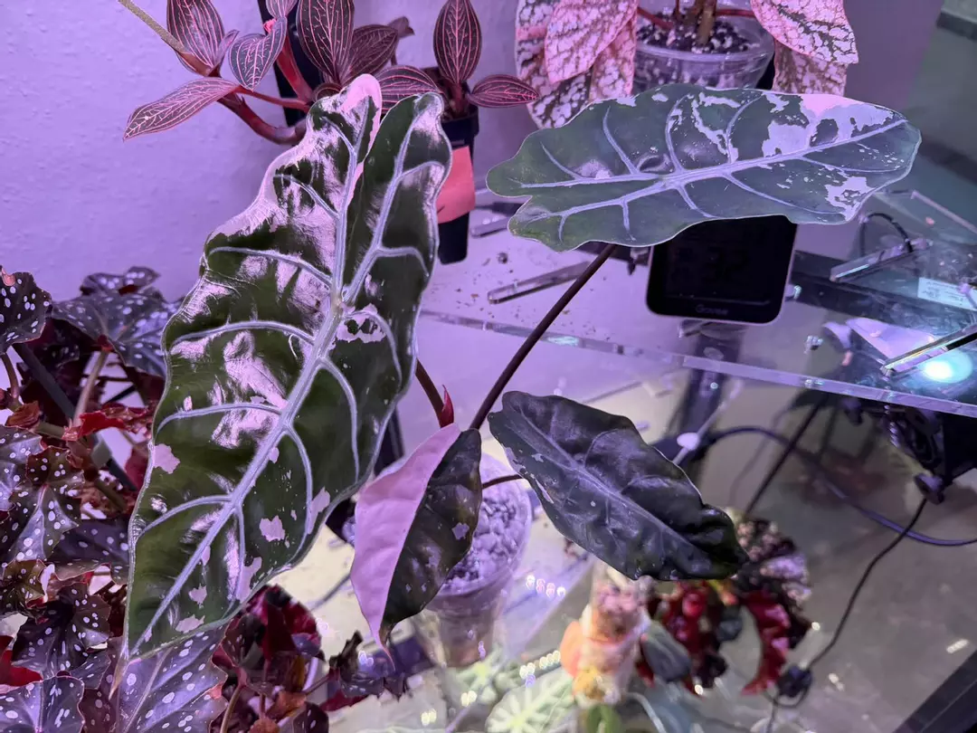 Pink Chan CORM thumbnail