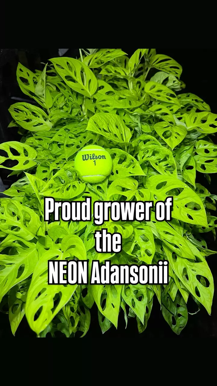 NEON Adansonii STARTER 1-2 leafers Adansonii Neon thumbnail