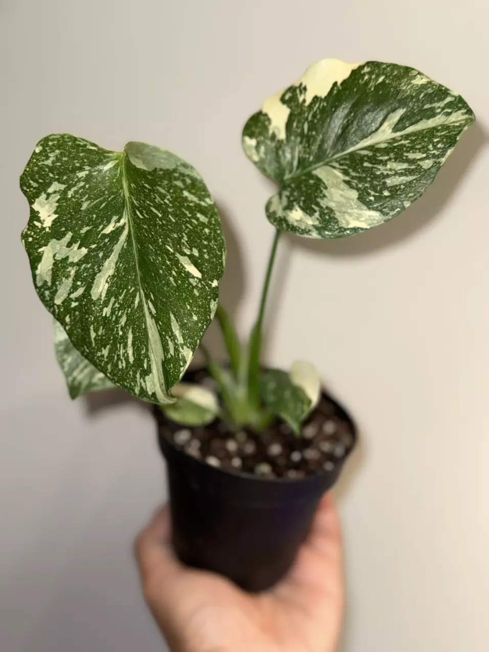 Monstera Thai con thumbnail