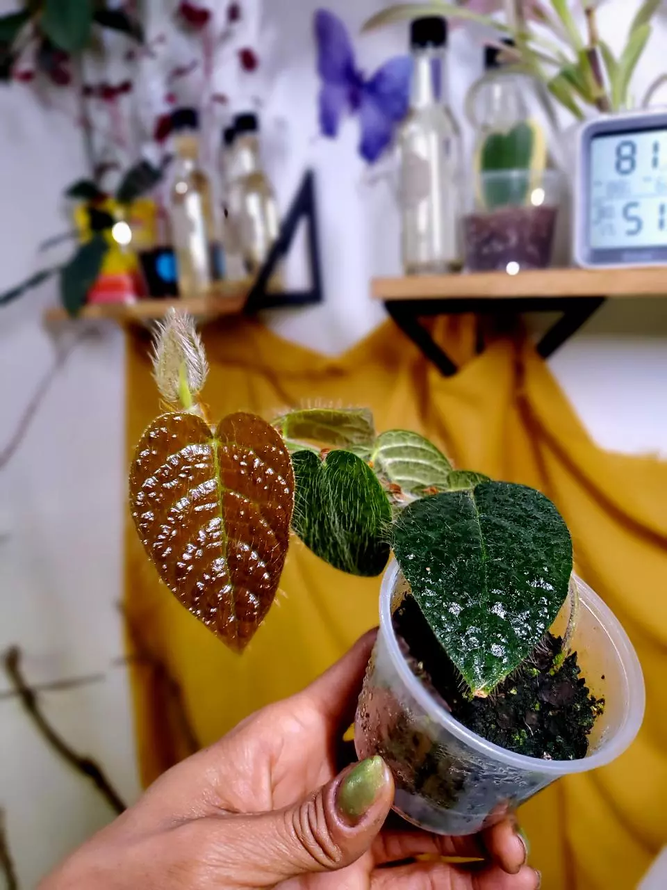 Villosa 🪴 Rooted Starter Plant ✨️ RARE 🦄 thumbnail