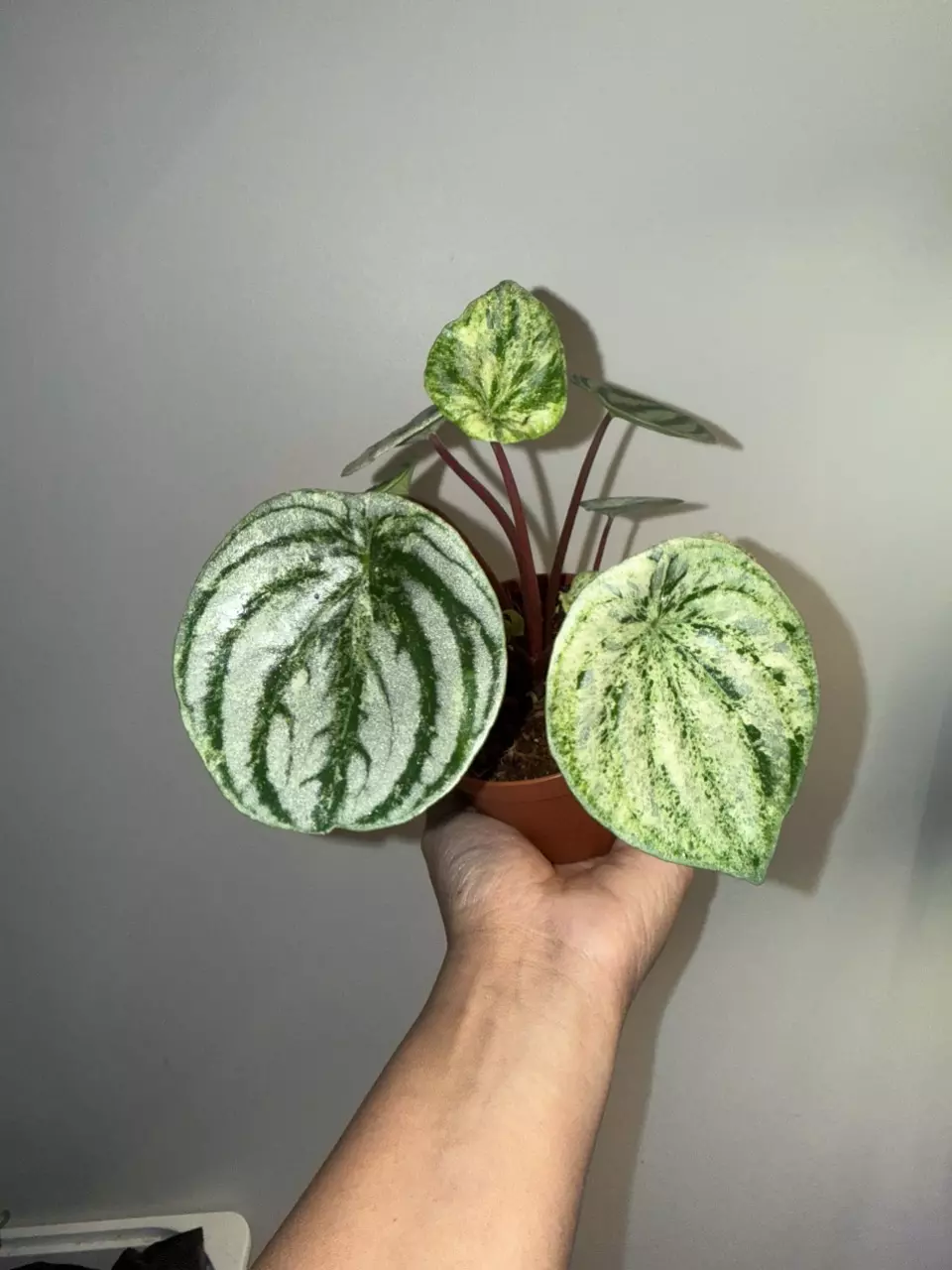 Pepperomia watermelon variegated/gold dust thumbnail