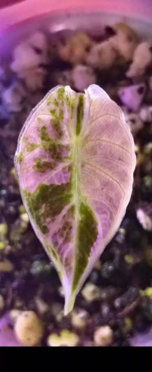 Albo pink tri wattson chunky corm grown roots and shoot almost open thumbnail