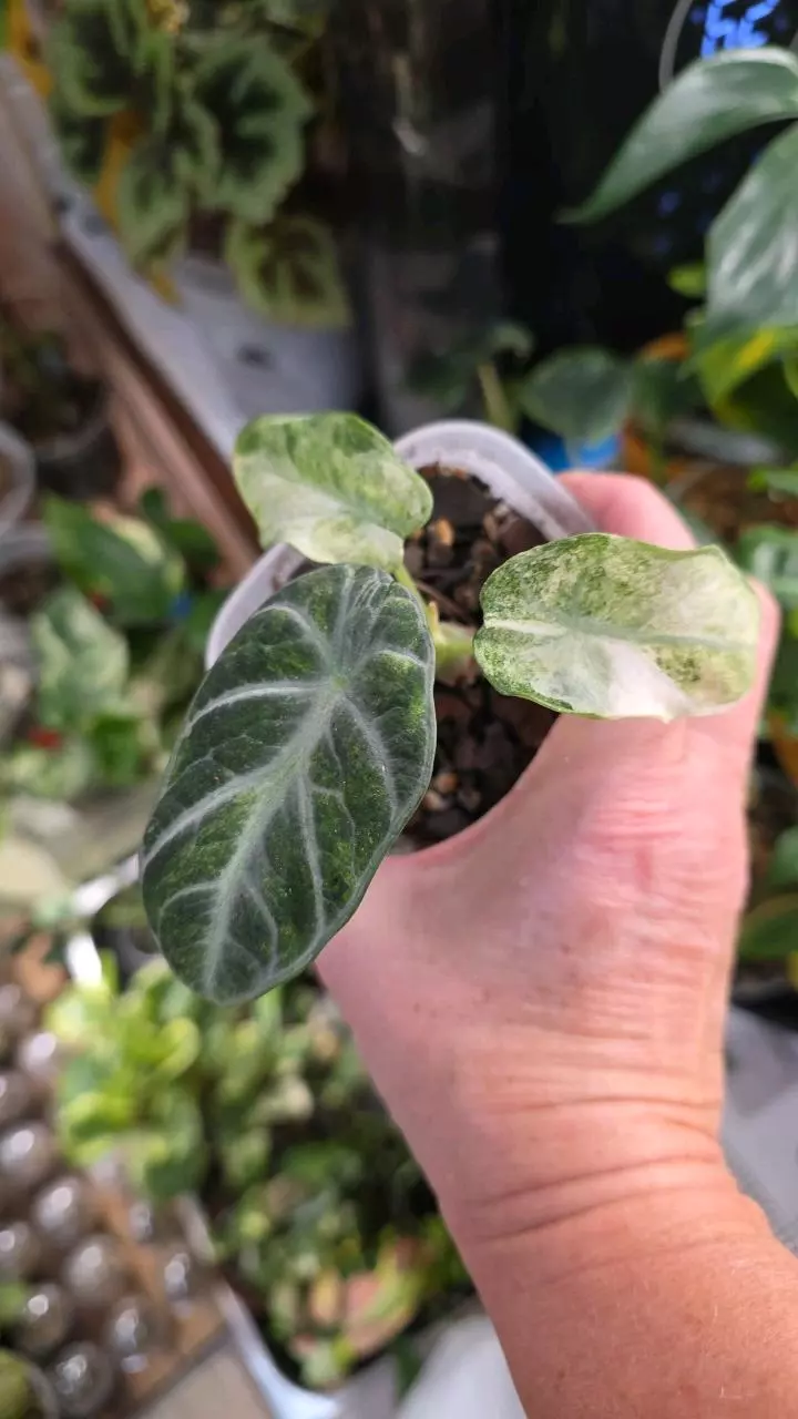 NINJA TRI COLOR thumbnail