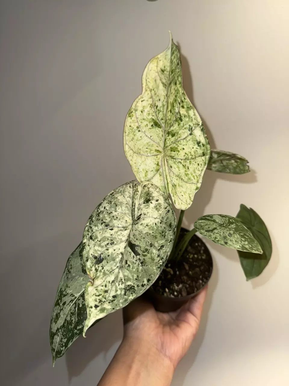 Alocasia dragonscale mint thumbnail