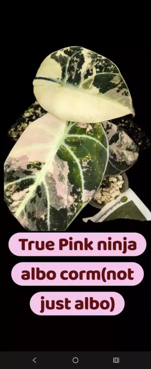 Chunky True pink ninja corm (not just the albo) thumbnail
