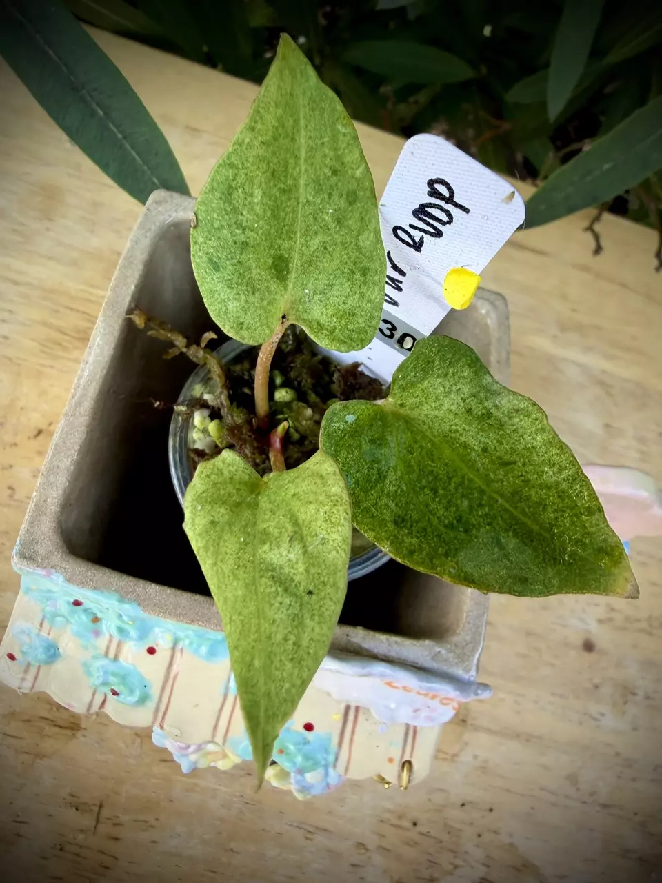 Var RVDP 0530 Y thumbnail