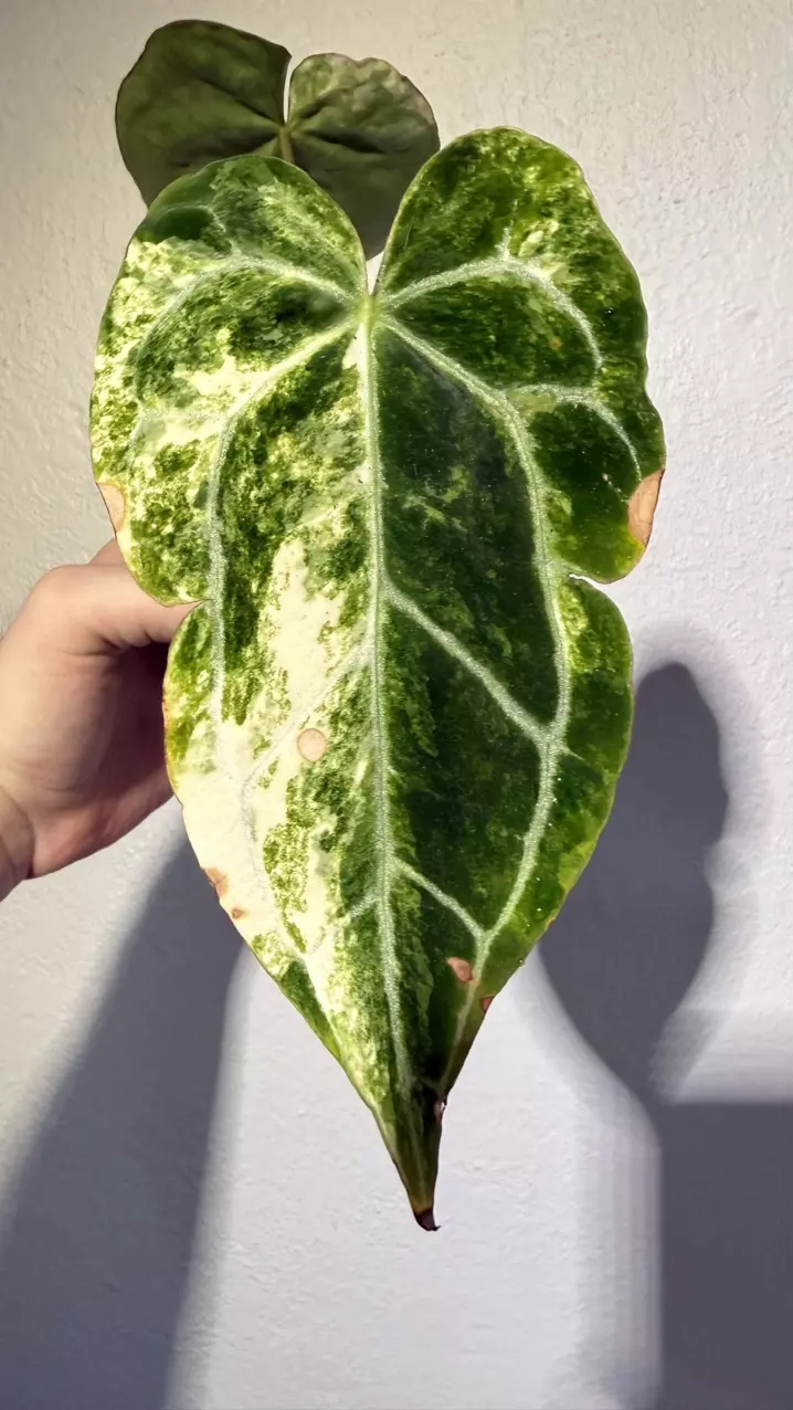 Anthurium Crystallinum Platinum Albo thumbnail