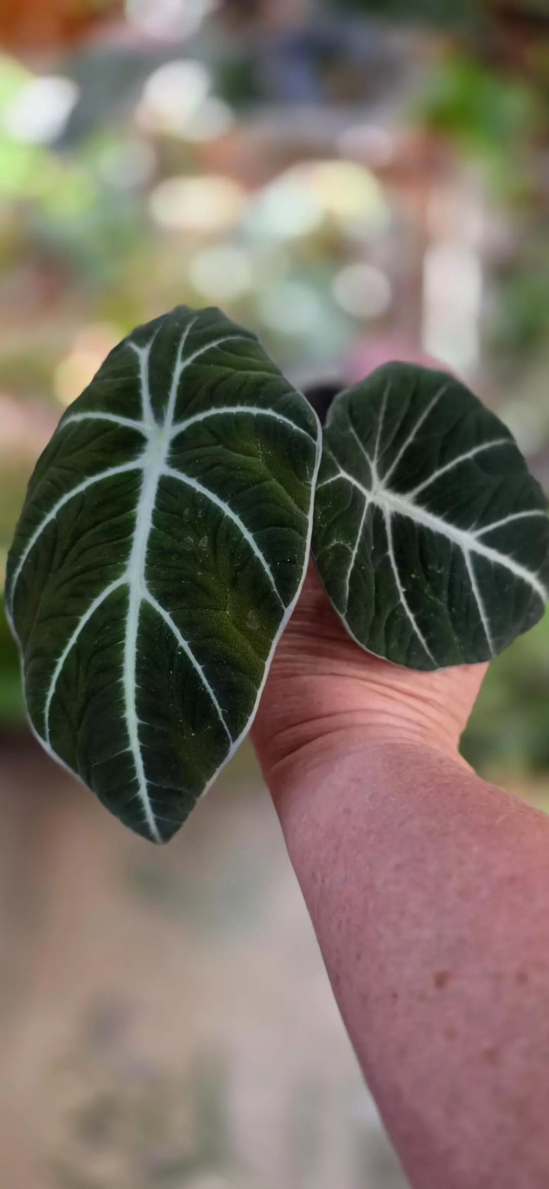 Black Velvet Alocasia thumbnail