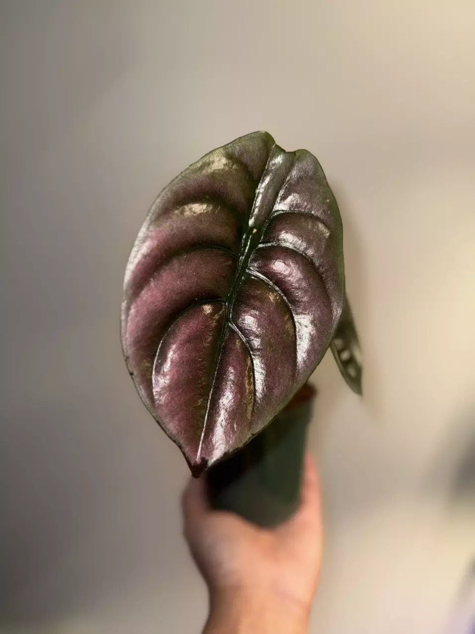Alocasia cuprea red secret thumbnail