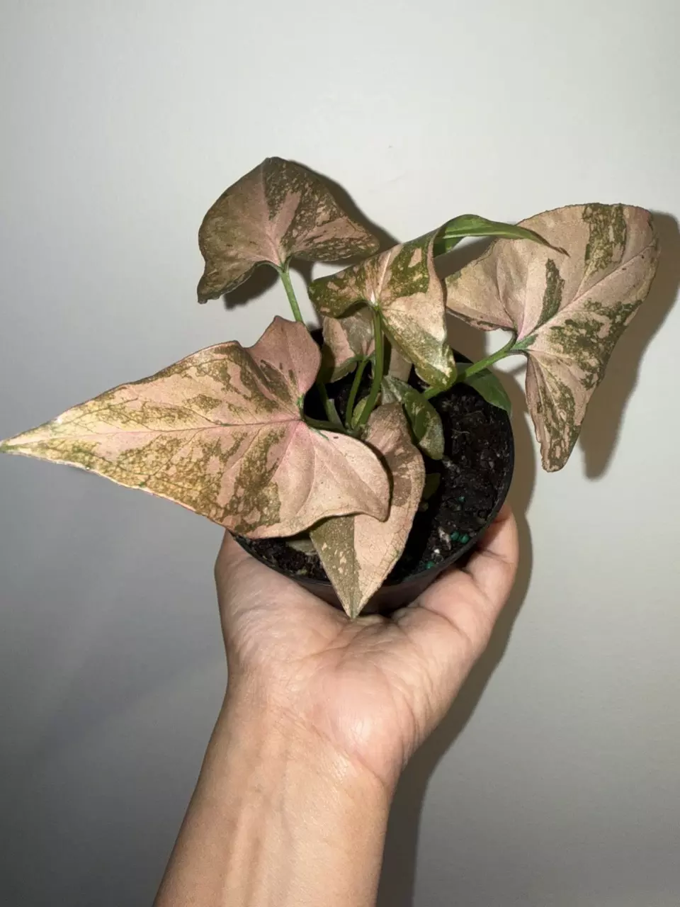 Syngonium pink splash thumbnail