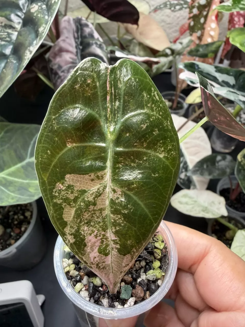 Alocasia Sedenii Pink Pup (from corm) thumbnail