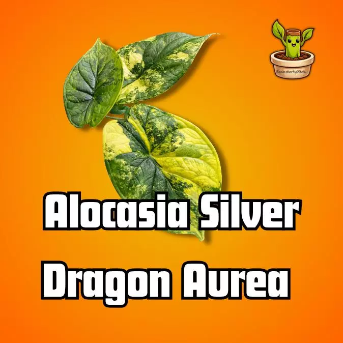Alocasia Silver Dragon Aurea TC PRE-ORDER thumbnail
