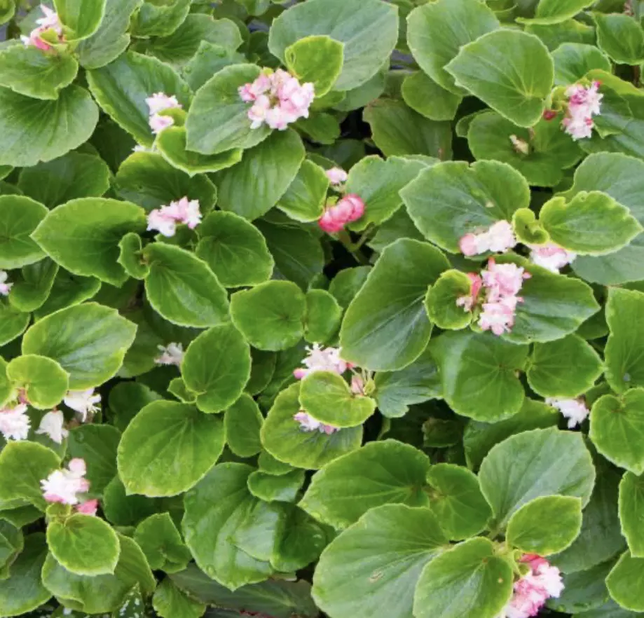 Begonia Cherry Blossom starter plant growers choice thumbnail
