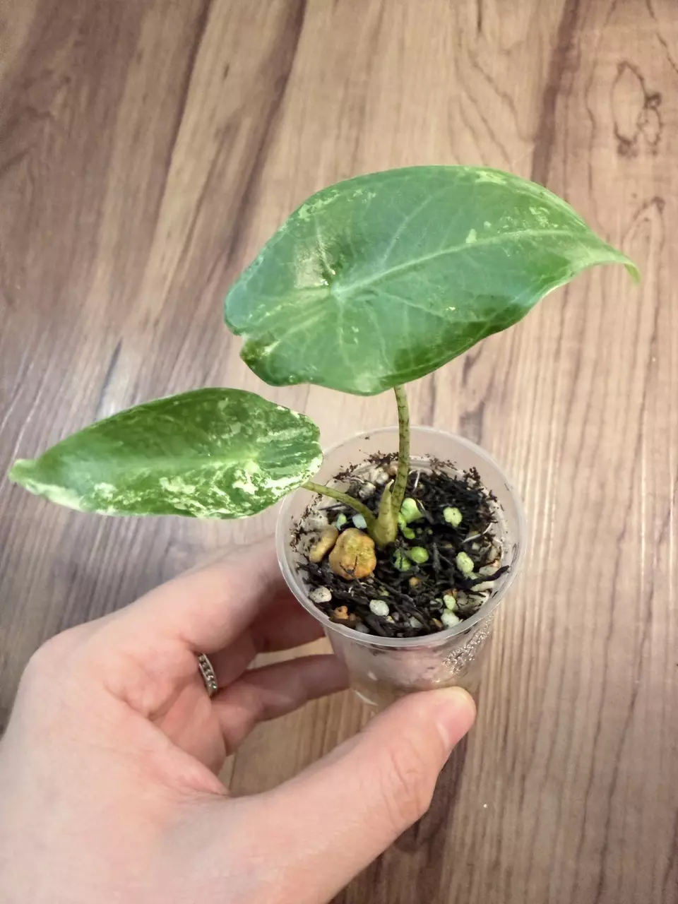 Alocasia Longiloba Albo thumbnail