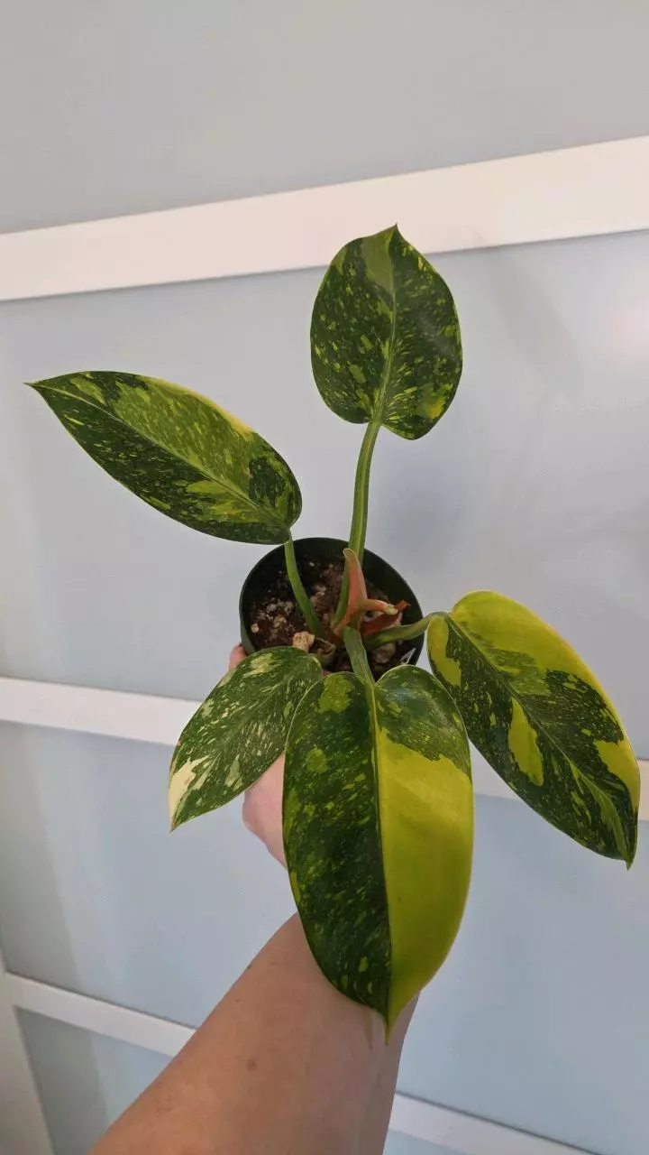 Philodendron Congo nuclear thumbnail
