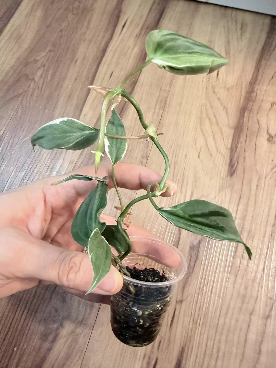 Philodendron Micans Halo thumbnail