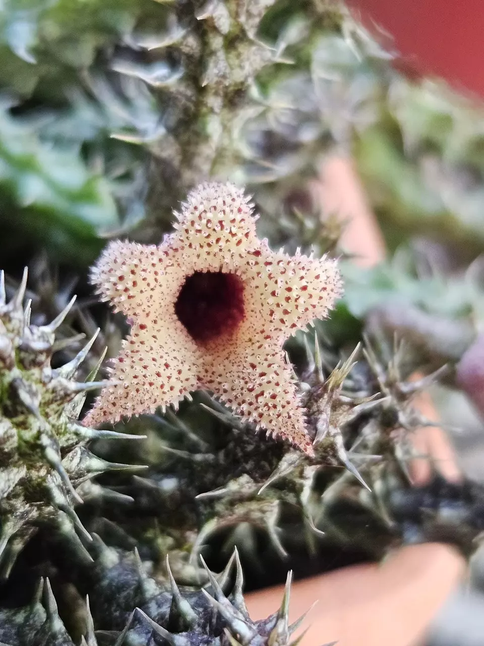 Stapelianthus decaryi, Asclepiad thumbnail