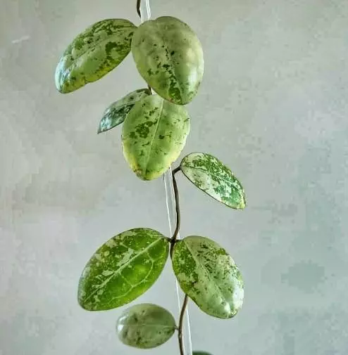 Elliptica 'silver' (2 leaf node, rooting) thumbnail