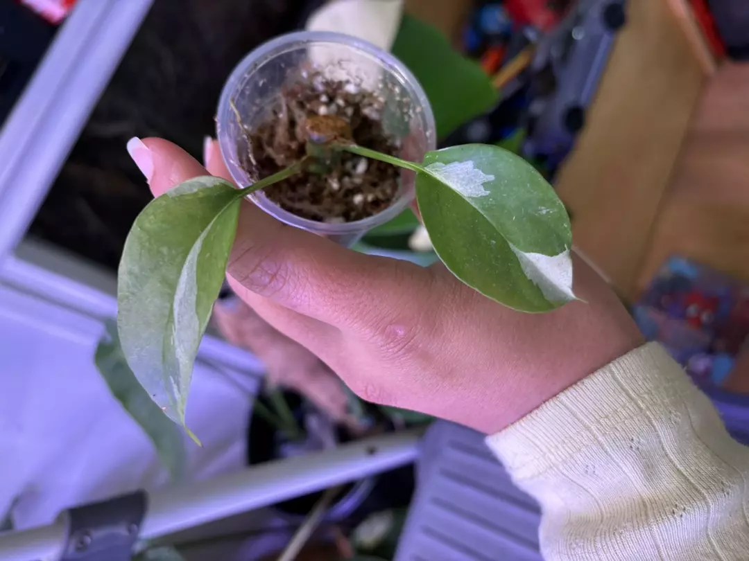 Mini monstera albo butt cut thumbnail